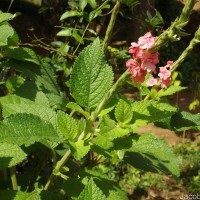 Stachytarpheta mutabilis (Jacq.) Vahl